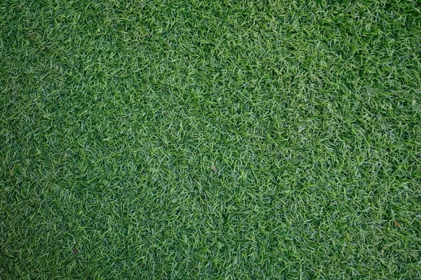 Campo Fresco Verde Gramado Grama Textura Natural Fundo — Fotografia de Stock