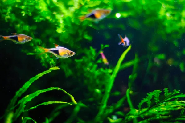 Aquarienfische Dunkelblauen Wasser — Stockfoto