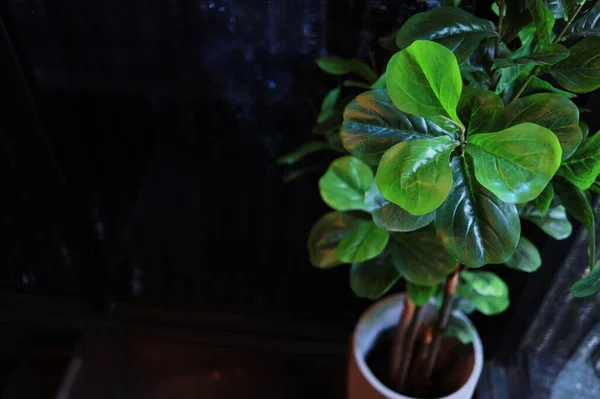 Green air filtering plants in home. air purity concept houseplants that filter pollutants from the air