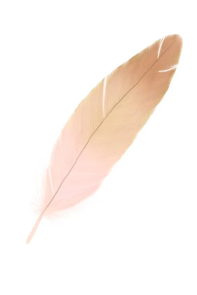 手绘羽毛插图 蓬松的羽毛 以申请结婚证 淡淡的羽毛色彩艳丽 — 图库照片