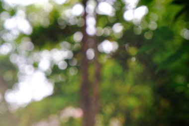 Bokeh Ormanı 'nın arka plan bulanıklığı. bahçe ve park güneş ışığıyla, arka plan için kullan 