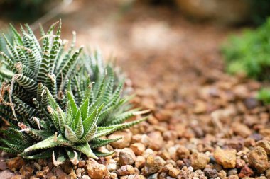Güzel sulu bitkiler ve kaktüsler bahçede.