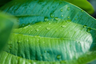 tropikal yaprak dokusu doğa yeşil arkaplan