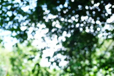 Bokeh Ormanı 'nın arka plan bulanıklığı. bahçe ve park güneş ışığıyla, arka plan için kullan 