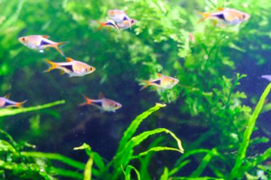 Akvaryum koyu mavi sularda balık avlar.