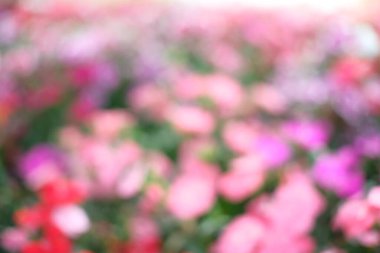 Güzel doğa Pembeler doğanın bahçesinde