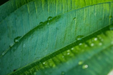 tropikal yaprak dokusu doğa yeşil arkaplan