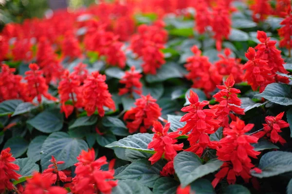 Bella Natura Fiore Rosso Sfondo — Foto Stock