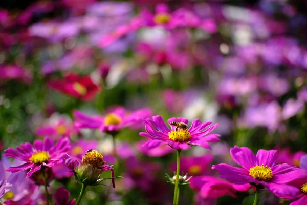 Schöne Natur Pinke Blume Der Natur Garten — Stockfoto