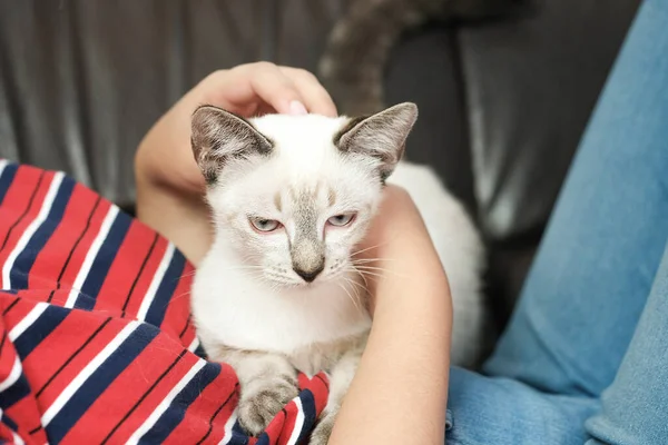 Abraço Mulher Gato Bonito Amizade Amante Animais Confiança Amor Amigo — Fotografia de Stock