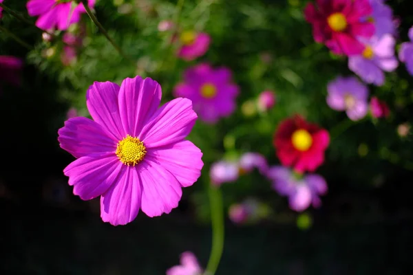 Schöne Natur Pinke Blume Der Natur Garten — Stockfoto
