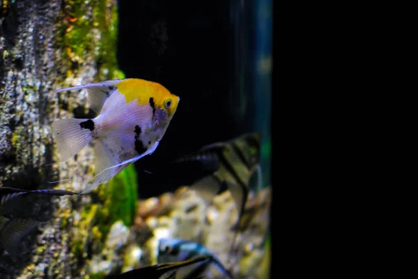 Aquarienfische Dunkelblauen Wasser — Stockfoto