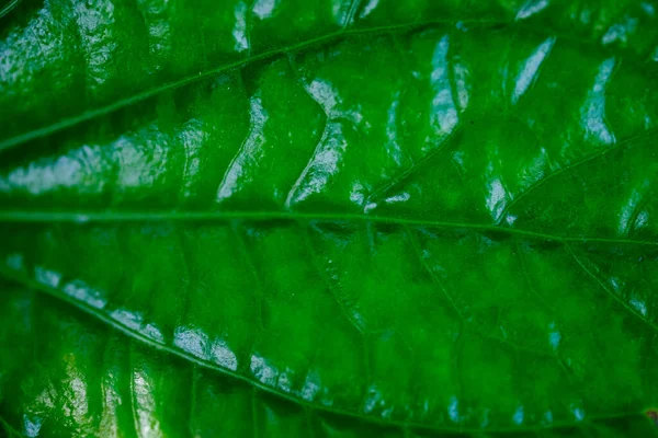 Feuille Tropicale Texture Nature Fond Vert — Photo