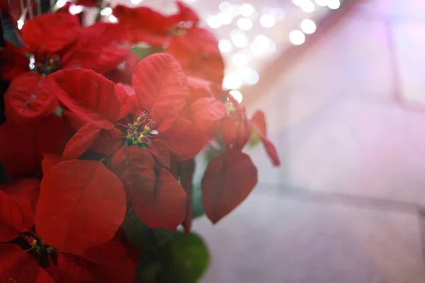 Weihnachtsbeleuchtung Dekoriert Mit Weihnachten Neujahr — Stockfoto