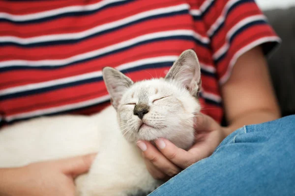 Abraço Mulher Gato Bonito Amizade Amante Animais Confiança Amor Amigo — Fotografia de Stock