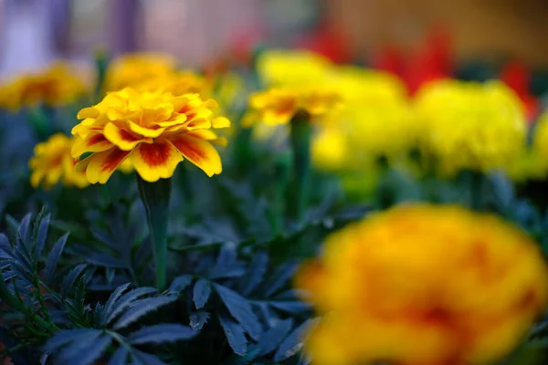 Bahçedeki Güzel Marigold Çiçeğine Yaklaş — Stok fotoğraf