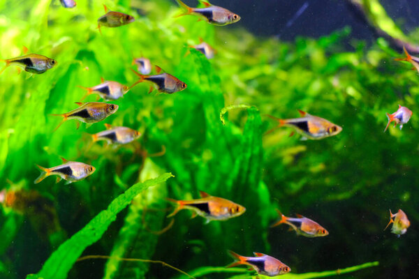 aquarium  fishes in dark deep blue water