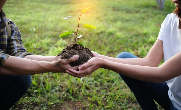 Duas Mãos Juntas Jovens Árvore Planta Crescimento Natureza — Fotografia de Stock