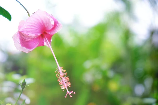 Orchideenblume Garten — Stockfoto