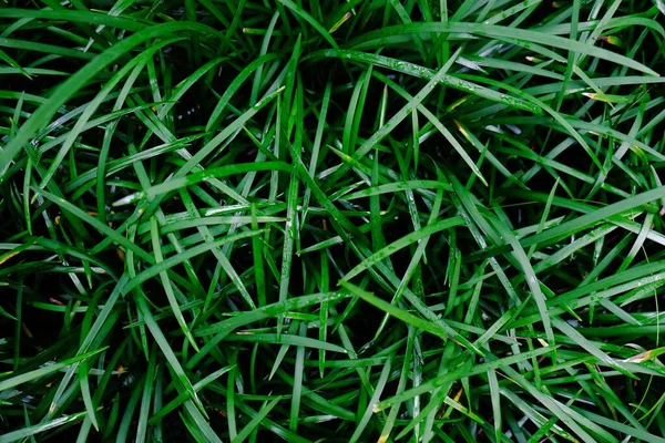 Campo Césped Verde Fresco Hierba Textura Fondo Natural —  Fotos de Stock