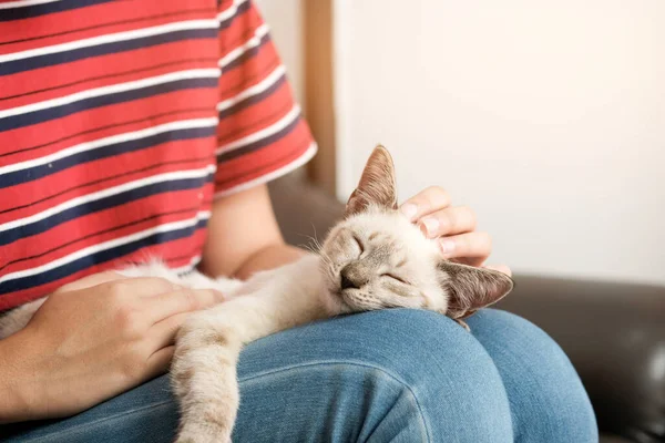 Női Ölelés Aranyos Macska Barátság Állatbarát Bizalom Szerelem Ember Barátja — Stock Fotó