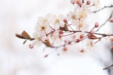 Kiraz çiçeği ya da Sakura çiçeği doğa arka planında