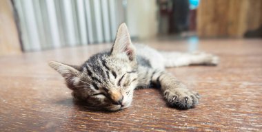 Tembel sokak kedisi. Sevimli, komik yüzlü, tahta zeminde yatan kedi. 