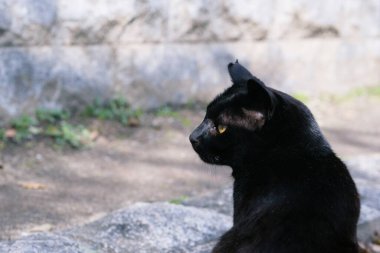 Sokakta çömelmiş sokak kedisi parkta