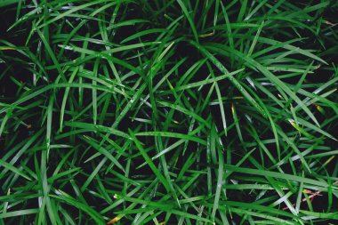 Taze yeşil çimen dokusu doğal arka plan