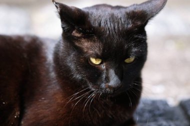 Sokakta çömelmiş sokak kedisi parkta