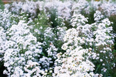 Bahçedeki güzel beyaz çiçekler