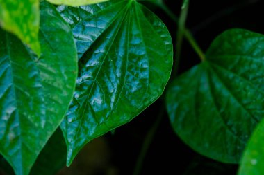 tropikal yaprak dokusu doğa yeşil arkaplan