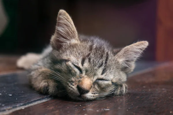Lata Gatan Lilla Tabby Kattunge Katt Liggande Trägolv Med Bedårande — Stockfoto