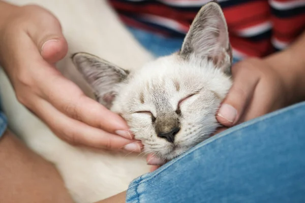 Női Ölelés Aranyos Macska Barátság Állatbarát Bizalom Szerelem Ember Barátja — Stock Fotó