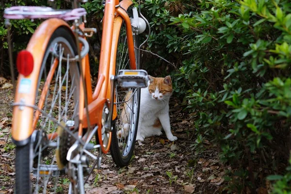 公園の脇道に猫がうずくまっていて — ストック写真