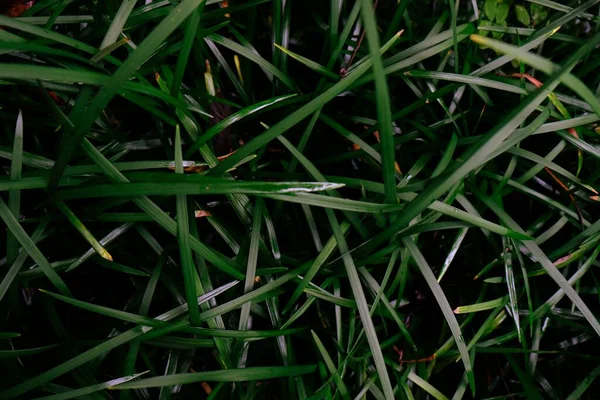 Feld Von Frischem Grünen Rasen Gras Textur Natürlichen Hintergrund — Stockfoto