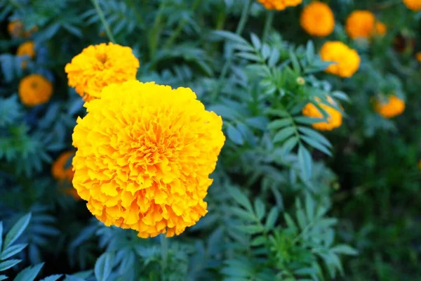 Primer Plano Hermosa Flor Caléndula Jardín — Foto de Stock