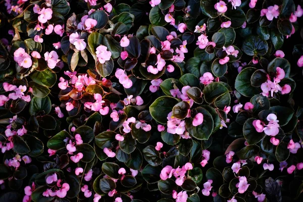 Krásná Příroda Květina Pro Pozadí — Stock fotografie