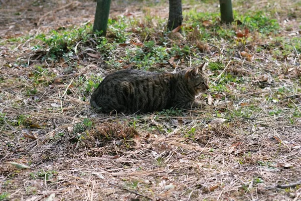 公園の脇道に猫がうずくまっていて — ストック写真