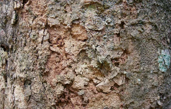 Oude Natuurlijke Houten Shabby Van Boomschors Textuur Gebruiken Als Natuurlijke — Stockfoto