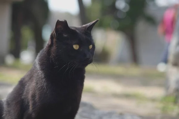 公園の脇道に猫がうずくまっていて — ストック写真