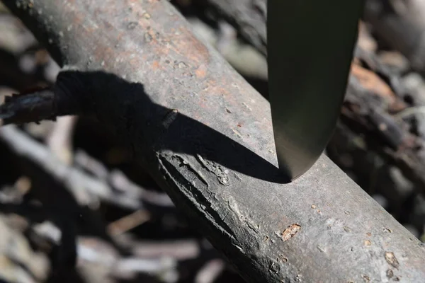 Ostrze Noża Wbiło Się Grubą Gałąź Drzewa Rzuca Cień — Zdjęcie stockowe