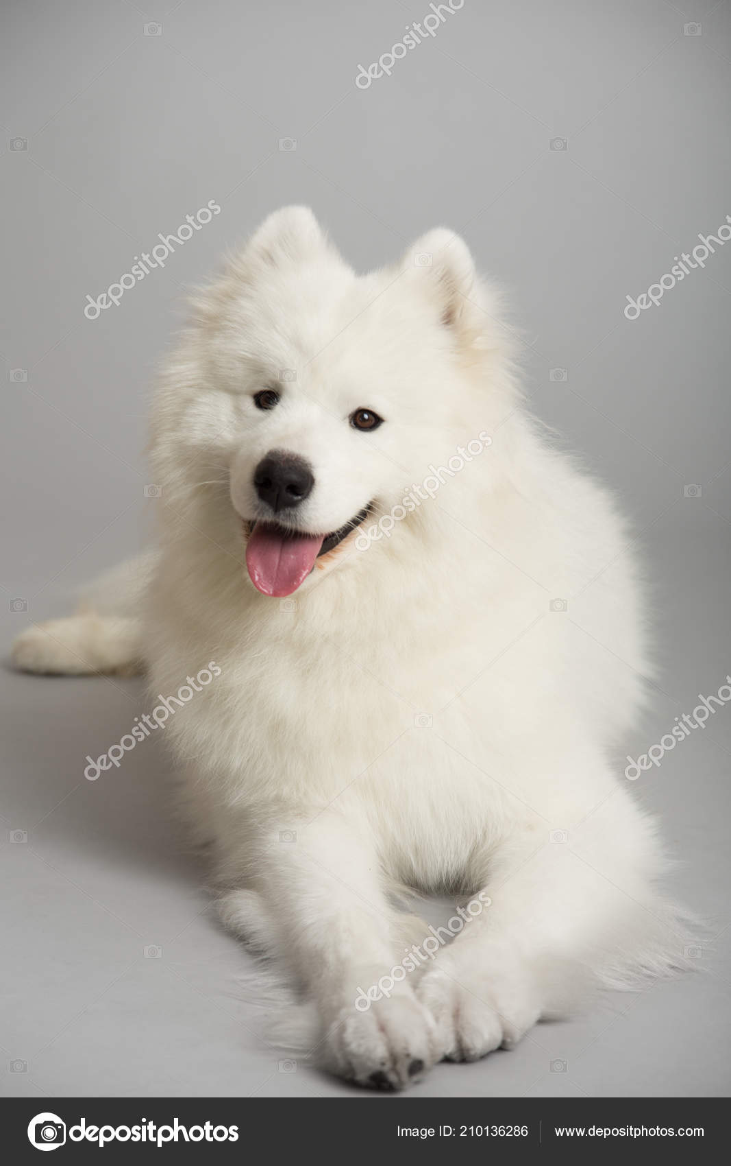 big samoyed dog