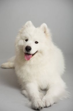büyük beyaz Samoyed köpek gri arka plan üzerinde