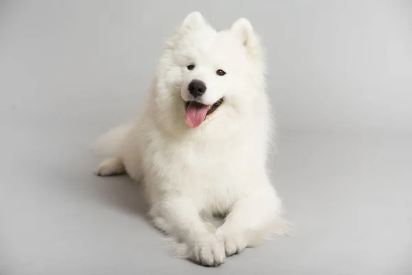 Grande Bianco Samoyed Cane Sfondo Grigio — Foto Stock