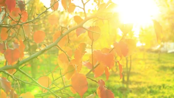 Hermoso Otoño Rojo Oro Hojas Manzano Balanceándose Viento Parque Sol — Vídeo de stock