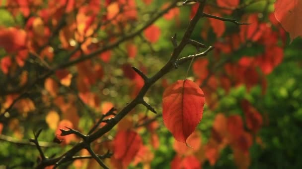 Rotes Herbstblatt Apfelbaum Wiegt Sich Wind Auf Dem Hintergrund Des — Stockvideo