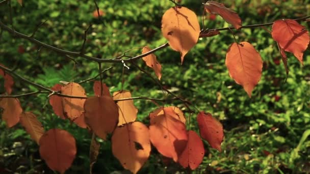 Oranžové Podzimní Listí Jabloní Kymácí Větru Pozadí Zelené Trávy — Stock video