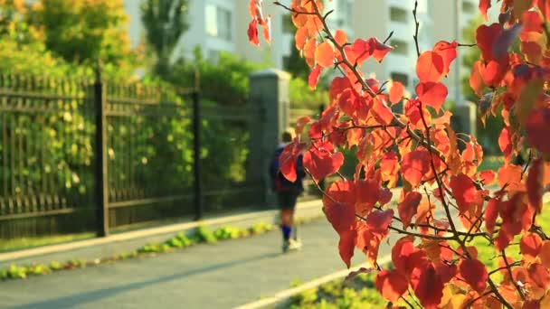 Stadtleben Der Junge Fährt Einem Warmen Herbsttag Roller Die Sonne — Stockvideo