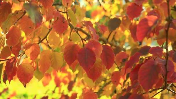 Apple Tree Autumn Leaves Red Yellow Green Close — Stock Video